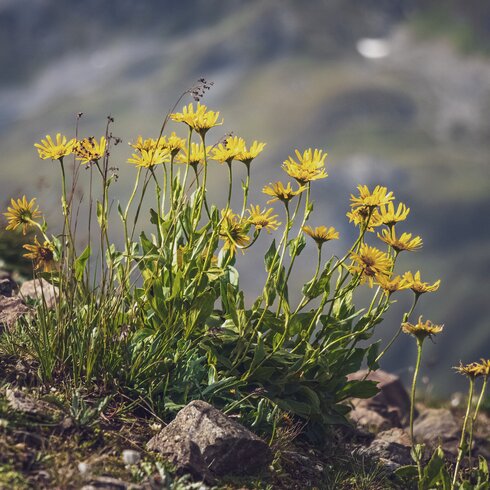 Yellow flowers grow on rocky ground on the mountain. | © Davos Klosters Mountains