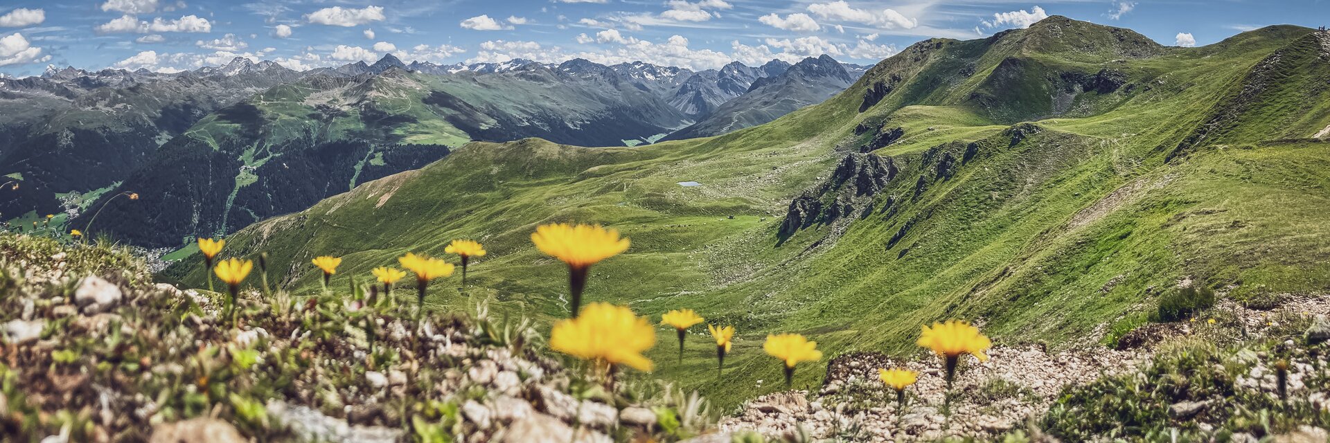 Gelbe Alpen Botanik mit saftig, grüner Weide und Bergen im Hintergrund | © Davos Klosters Mountains 