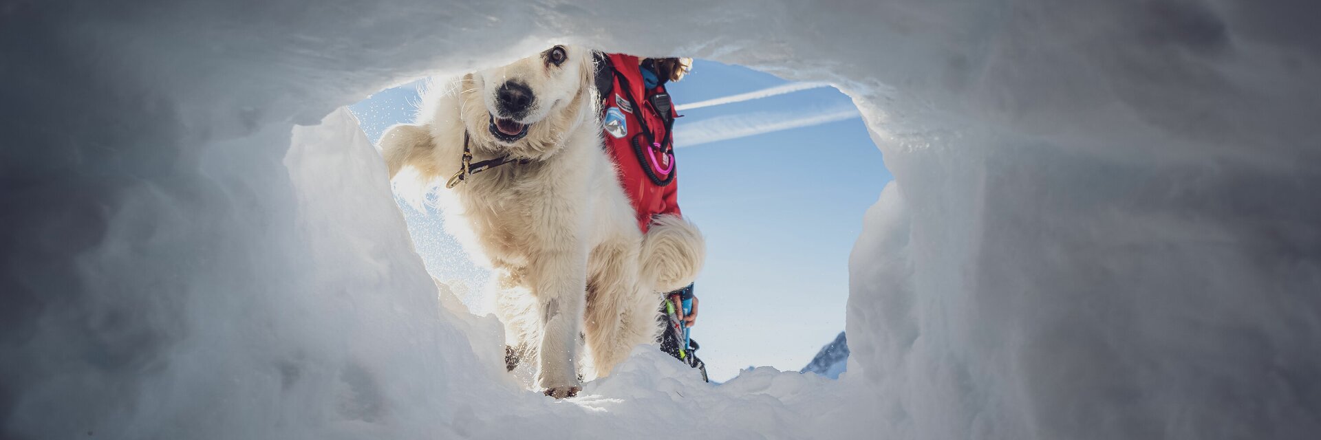 Lawinenhund Suche Schneeloch | © Davos Klosters Mountains Blick aus dem Schneeloch auf Lawinenhund auf der Spurensuche. | © Davos Klosters Mountains