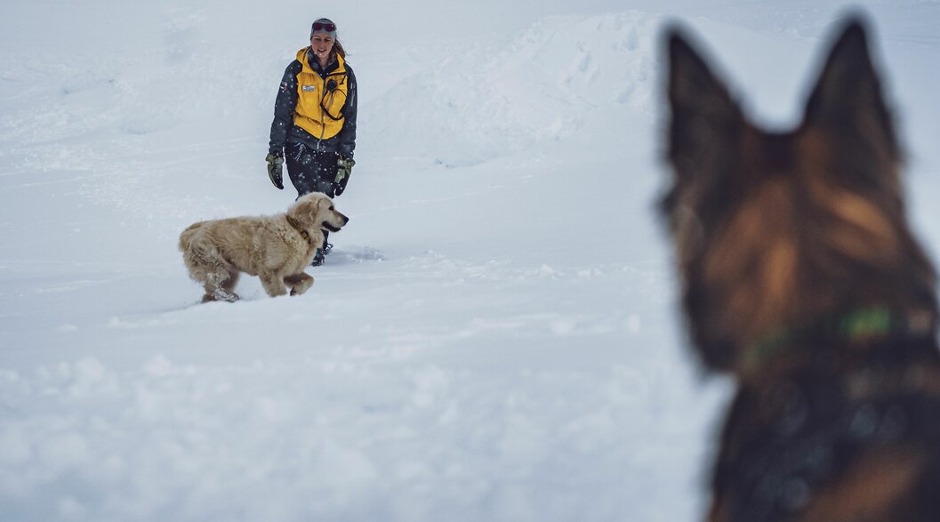 Übung Suche Lawinenhünden | © Davos Klosters Mountains Lawinenhunde während einer Übung zur Suche von Personen im Schnee. | © Davos Klosters Mountains