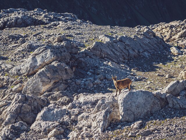 Ein Steinbock klettert über ein Felsen und blickt in die Höhe.  | © Davos Klosters Mountains