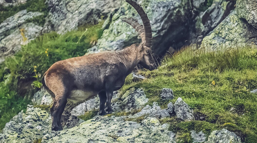 Älterer Steinböck auf Felsen | © Sabine Pegoraro Ein Steinböck mit mächtige Hörner steht auf dem Felsen auf Parsenn. | © Sabine Pegoraro