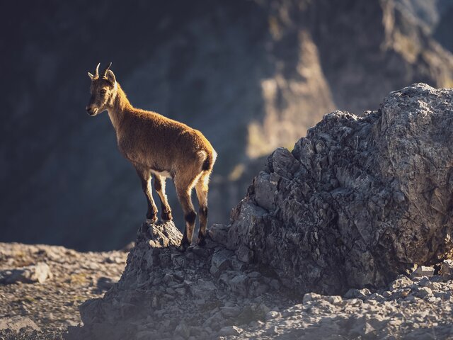Gämse stehtend auf Fels | © Davos Klosters Mountains 