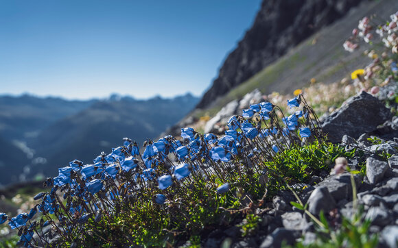 Blaue Glockenblumen  | © Davos Klosters Mountains 