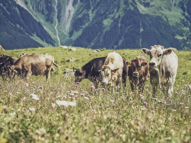 Herde Kühe auf Weide am grasen | © Davos Klosters Mountains 